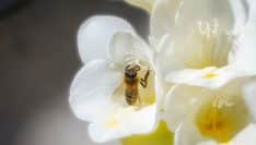 Des lycéens inventent une fleur "connectée" pour mieux connaître les abeilles